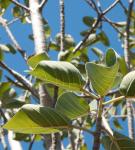 : - Ficus palmeri