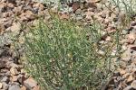 : - Acacia aphylla
