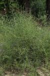 : - Adolphia californica