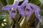 : - Cattleya maxima