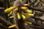 : - Cleistocactus ritteri
