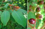 Feuerbusch - Hamelia patens