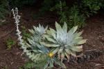 : - Dudleya pulverulenta