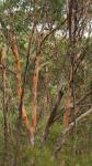 : - Eucalyptus punctata