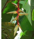 : - Heliconia griggsiana