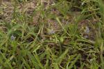 : - Murdannia nudiflora