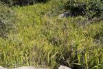 : - Nephrolepis cordifolia
