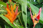 Hummerschere-Heliconia psittacorum