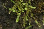 : - Podochilus microphyllus