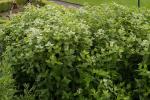 : - Pycnanthemum muticum