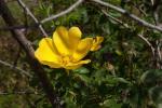 Fuchs-Rose - Rosa foetida