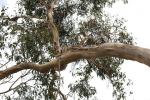 :-Eucalyptus bosistoana