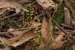 : - Lomandra cylindrica
