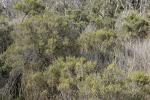 : - Sclerostegia arbuscula