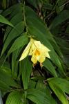 :-Sobralia xantholeuca