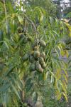 Goldpflaume - Spondias dulcis