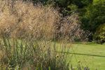 :-Stipa gigantea