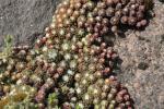 Silbermantelsteinwurz - Sempervivum arachnoideum subsp. tomentosum