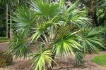 : - Leucothrinax morrisii
