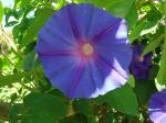 Blaue Prunkwinde - Ipomoea indica