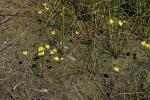 Zwerg-Wasserschlauch - Utricularia gibba