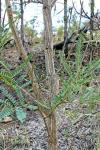 : - Vachellia pachyphloia