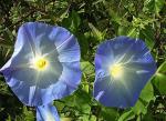 Himmelblaue Prunkwinde - Ipomoea tricolor