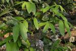 : - Cinnamomum iners