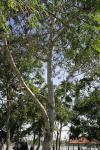 : - Albizia procera