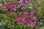 : - Bauhinia blakeana
