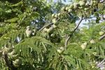 Divi-Divi-Baum - Libidibia coriaria