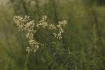 : - Cassinia quinquefaria
