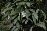:-Coelogyne nitida