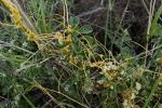 Nordamerikanische Seide - Cuscuta campestris