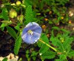 : - Jacquemontia pentantha