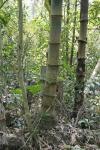 : - Dendrocalamus asper