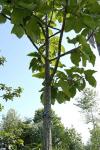 : - Dipterocarpus tuberculatus