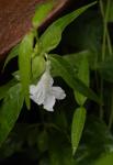 : - Dyschoriste repens
