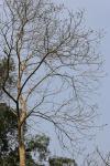 :-Erythrina subumbrans