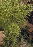 : - Euphorbia stenoclada