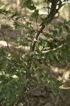 : - Arthropteris tenella
