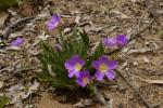 : - Calandrinia balonensis