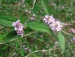 Anis-Süsskraut - Lippia alba