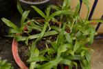 : - Murdannia loriformis