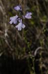 Kanada-Leinkraut - Nuttallanthus canadensis