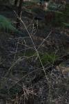 :-Panicum effusum