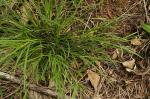 : - Scleria mackaviensis