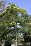 : - Sterculia foetida