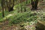 : - Tradescantia fluminensis