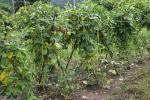 Spargelbohne - Vigna unguiculata subsp. sesquipedalis